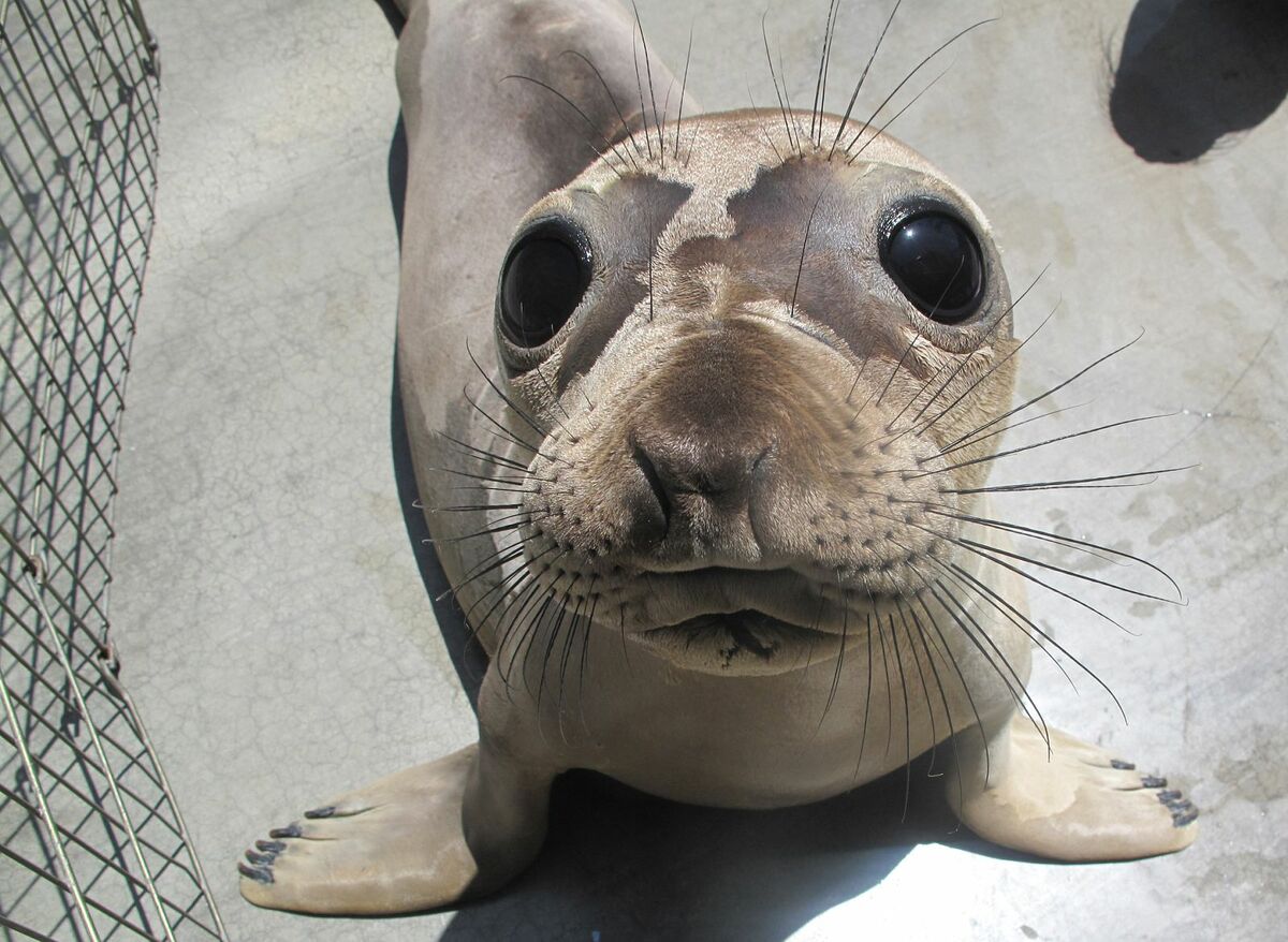 Serve on the Pacific Marine Mammal Center's Board of Directors Banner