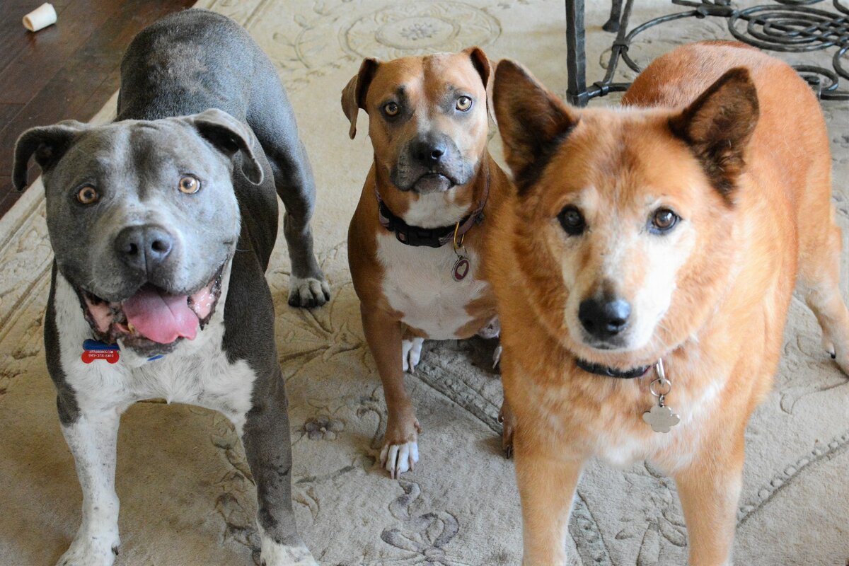 Dog Walkers Lake Forest, Rancho Santa Margarita Banner