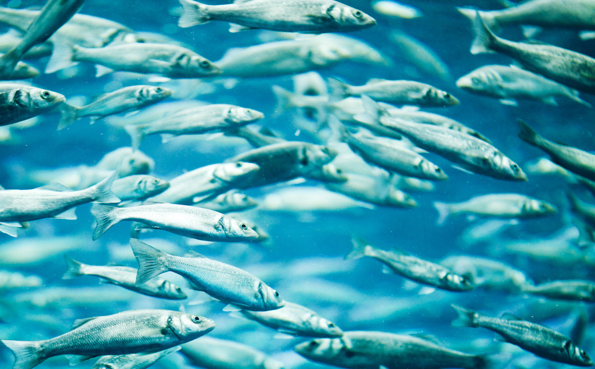 Oceana's 2020 Global Forum Banner