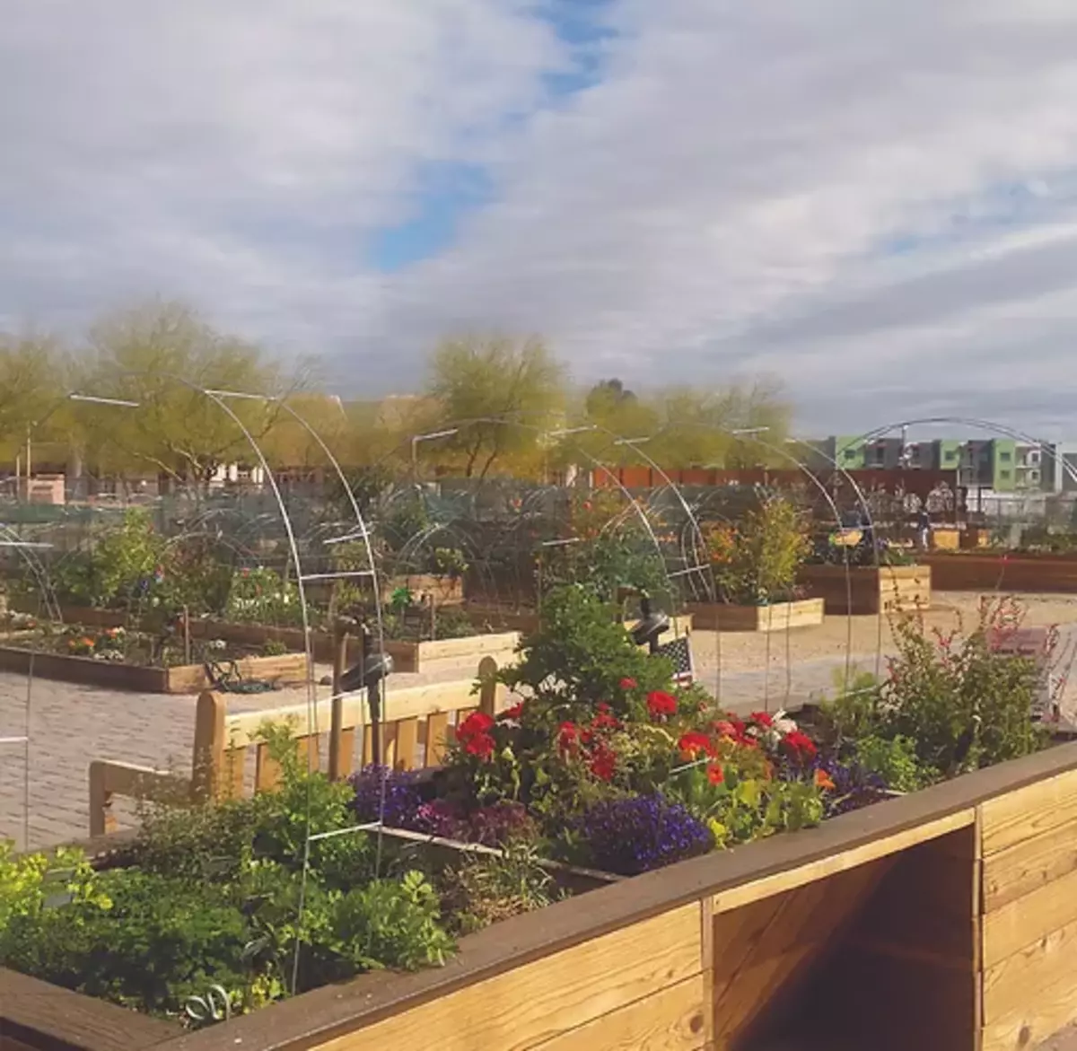 Rotary Club of Fountain Hills - Community Garden Clean up Banner