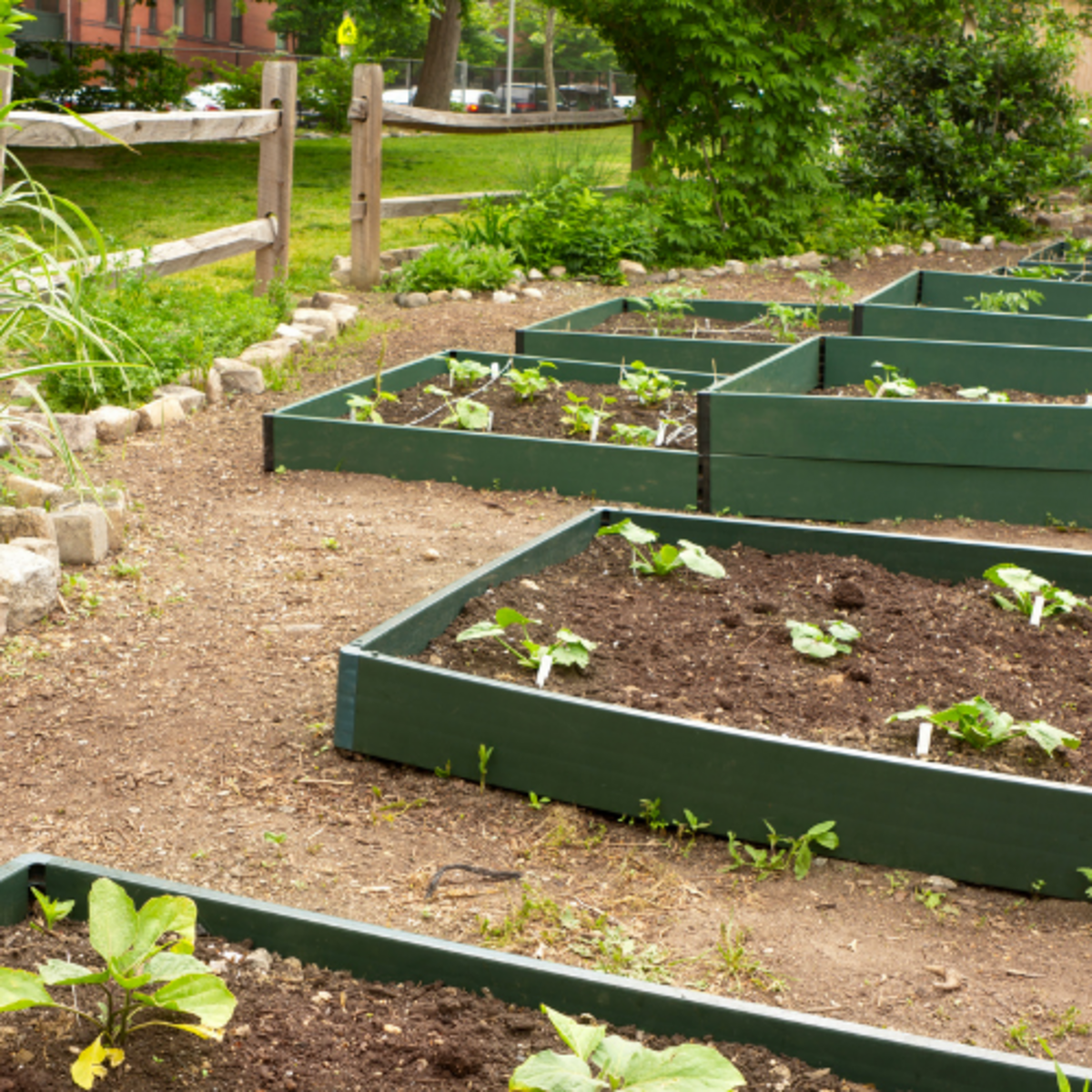 School Garden Clean Up  Banner
