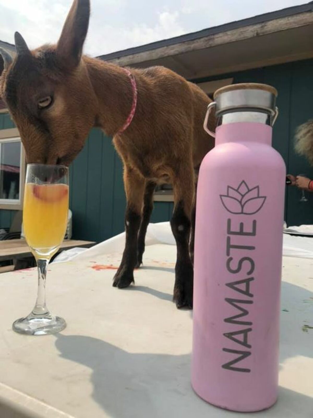 Goat Yoga and Mimosa Brunch Banner