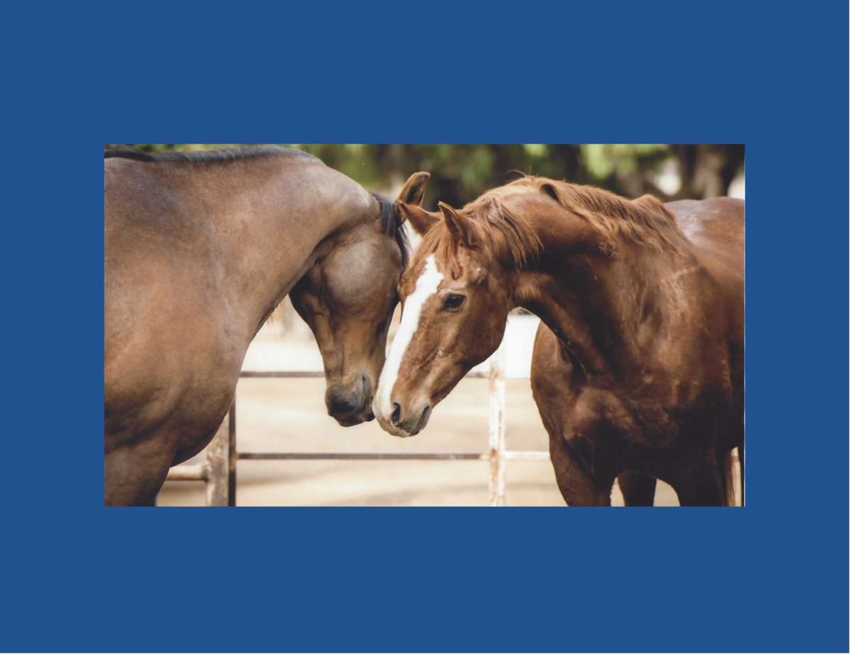 Infinite Awareness Meditation with Horses Banner