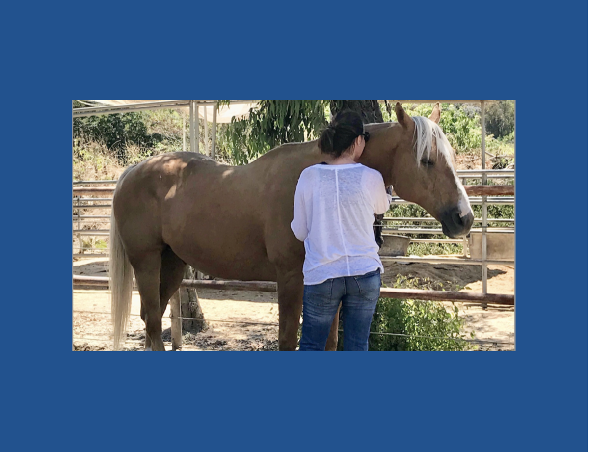 Experience Compassion Meditation with Horses Banner