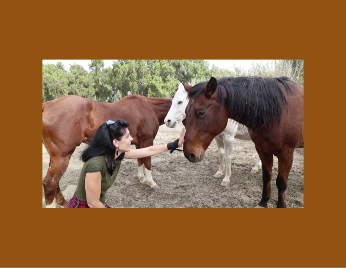  Meditation with Horses - Wednesday Morning Banner