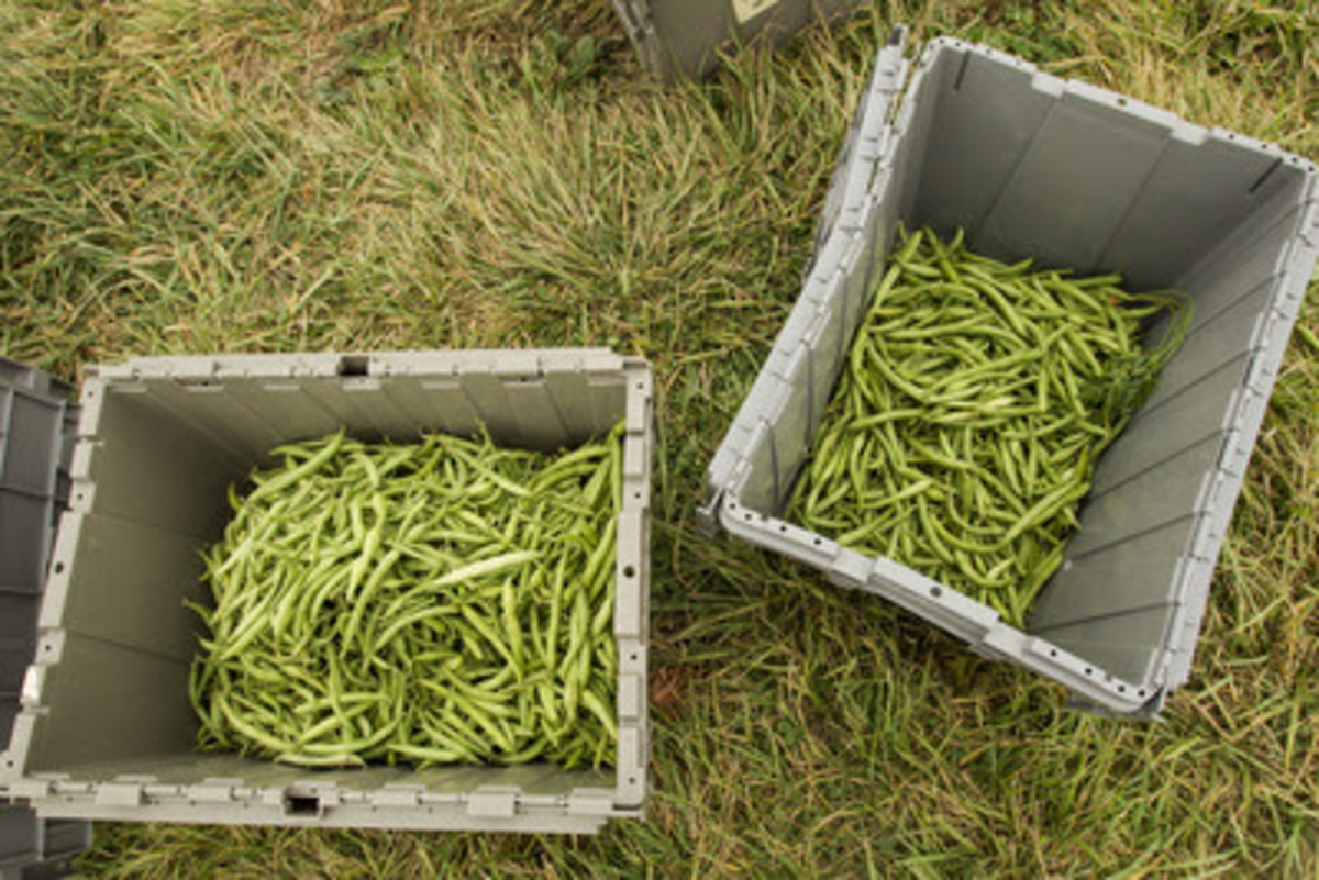 Harvest Against Hunger Cucumber and Green Bean Glean Banner