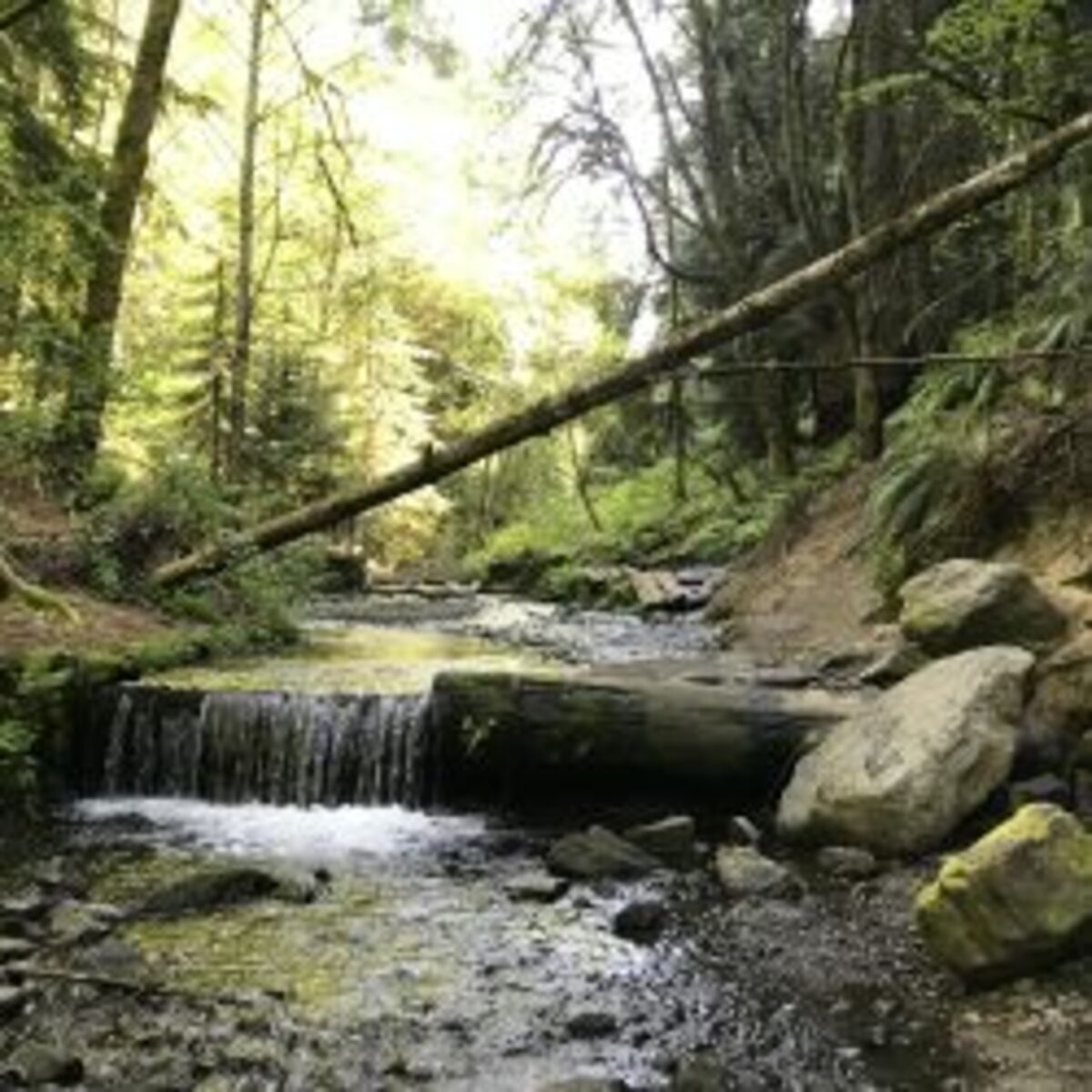 Forest bathing experience Banner