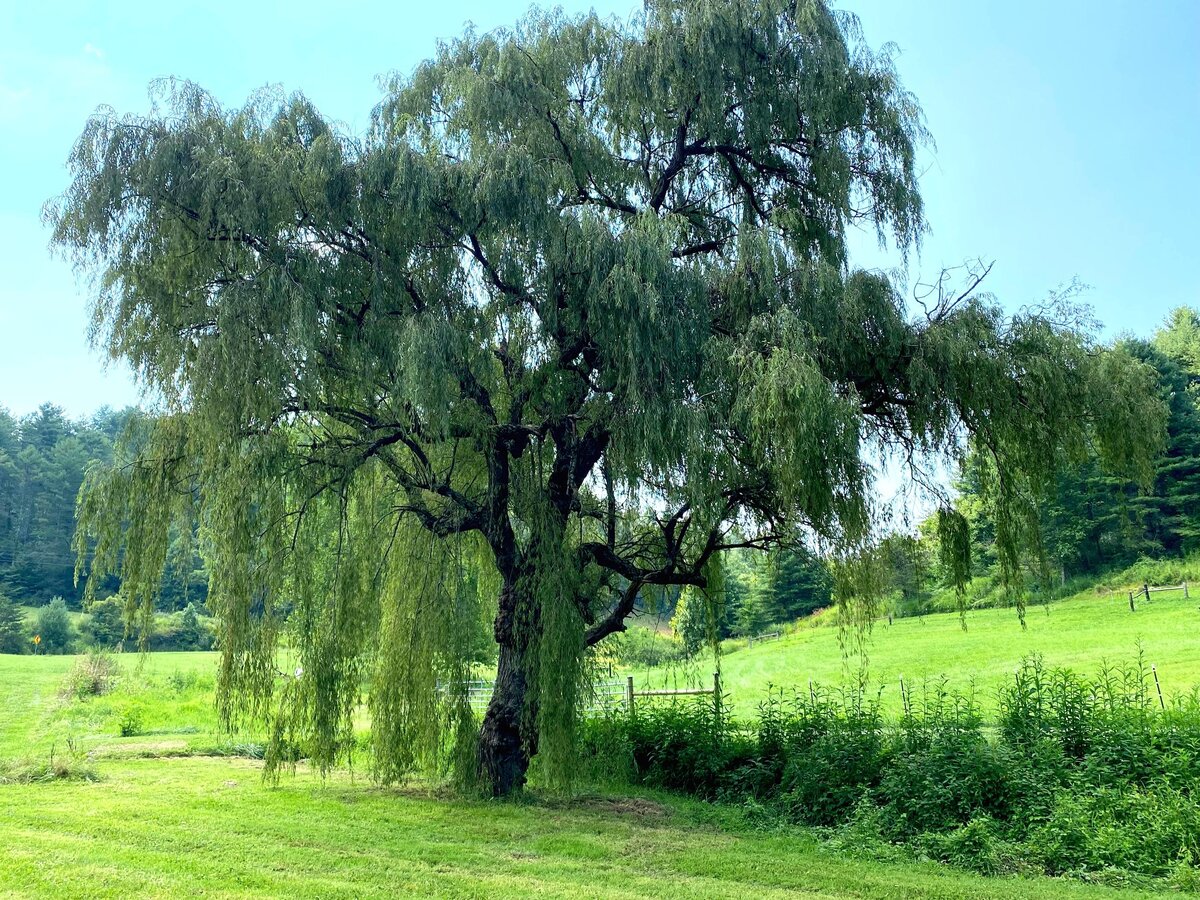 Nature’s Embrace: A Women’s Retreat Day Banner
