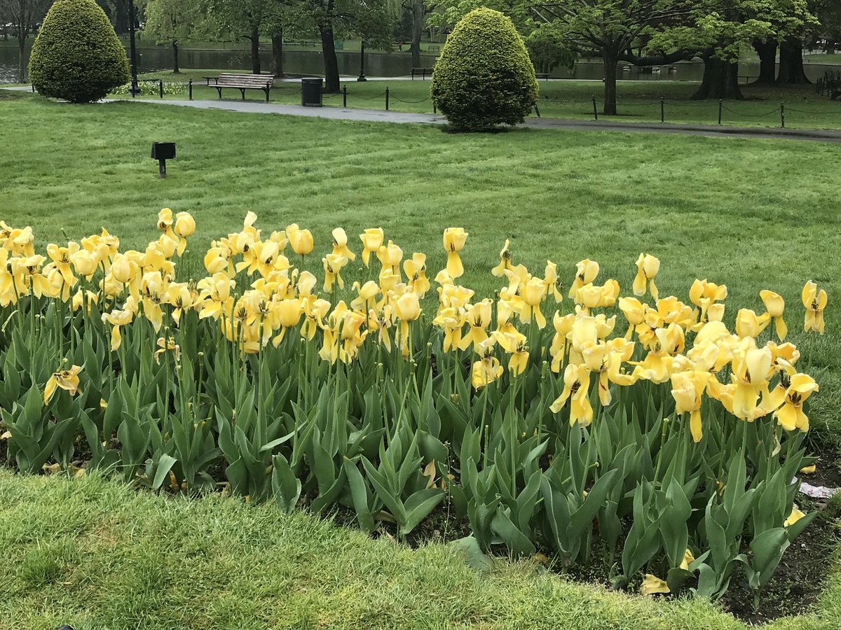 DUPLICATE: Leprechauns are in the Studio! Banner