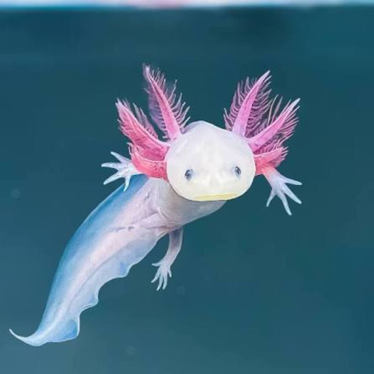  AXOLOTL for Beginners--- Round 2! Banner