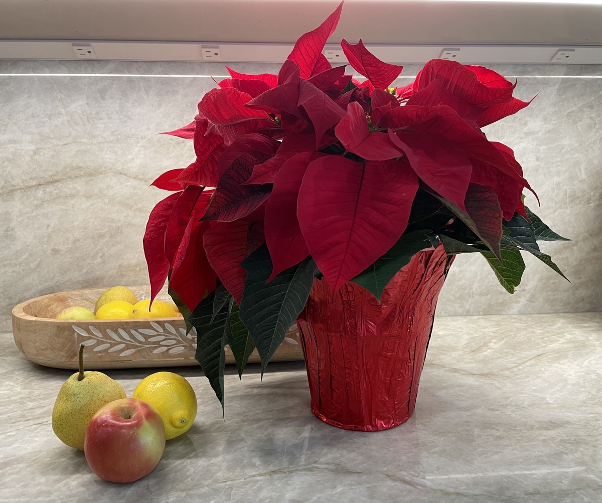 Holiday Poinsettia Fundraiser 2026 Banner