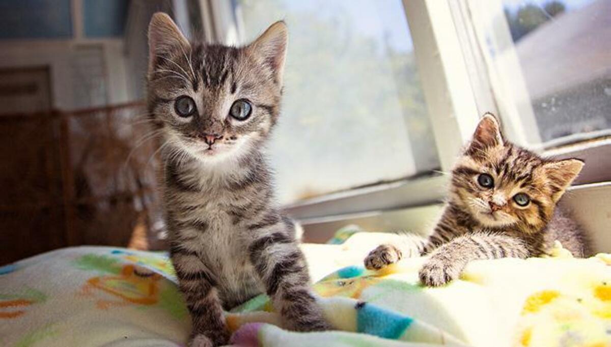 Spotlight Social w/ Best Friends Animal Society Banner