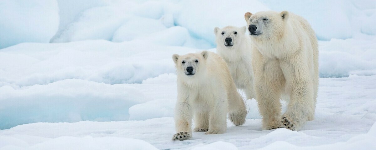 Global Sustainability Challenge Banner