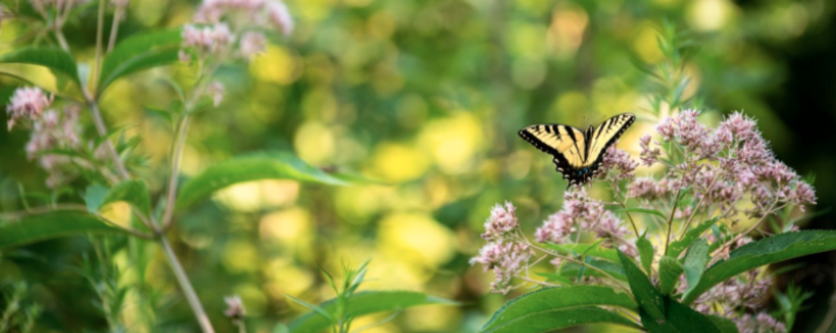 Allegheny Land Trust Banner