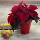 Red Poinsettia Potted Plant (not tax deductible)