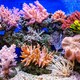 Coral Sponsor