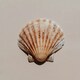 Seashell Sponsor