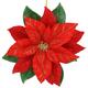 Poinsettia