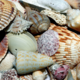 Sea Shell Partner - Limited Availability 