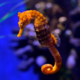 Sea Horse Partner