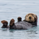 Sea Otter Partner 