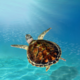 Sea Turtle Partner