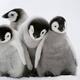 Penguin Plushie (7/14)
