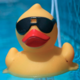 Duck Ticket