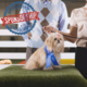 Top Dog Presenting Sponsorship