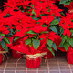 Box of 6 Poinsettias