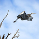 Graceful Glide of the Blue