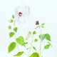 From Bud to Seed: Hibiscus moscheutos