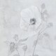 Gray Days: Hibiscus moscheutos