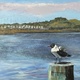 The Laughing Gull