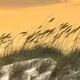 Sea Oats in the Wind