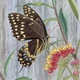 Swallowtail on Lantana