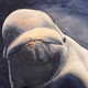 Beluga Wonders