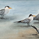 Terns Around